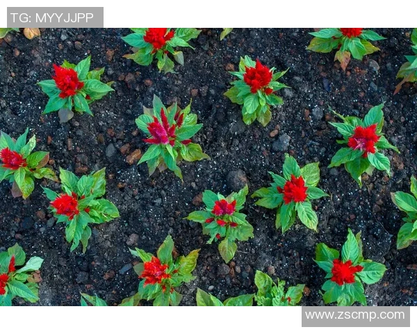 杨丽专访：探寻乒乓球背后的成功秘诀与奋斗历程